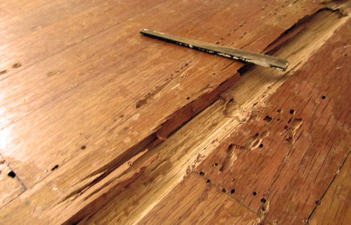Ideal Custom Flooring Termites Damage Repairs Arizona